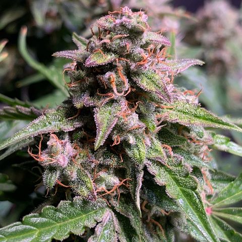 Granddaddy Purple #1 growlog timeline photo