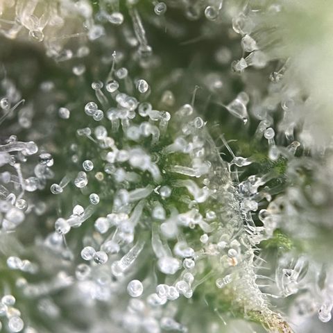 Granddaddy Purple #1 growlog timeline photo