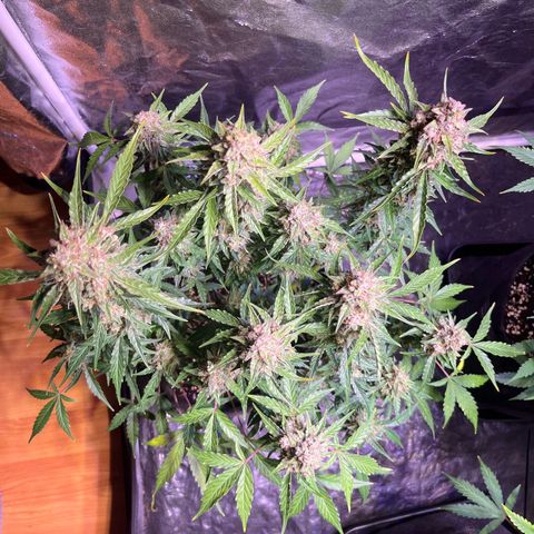 Granddaddy Purple #1 growlog timeline photo