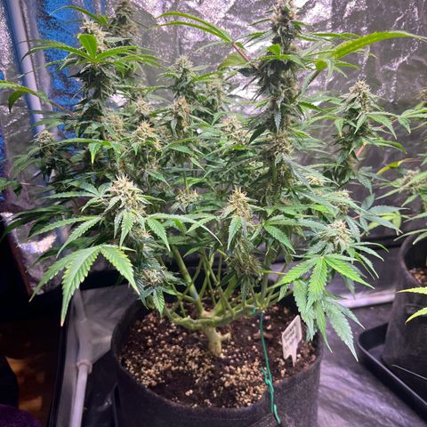 Pineapple Express F1 Hybrid (Zamnesia) growlog timeline photo