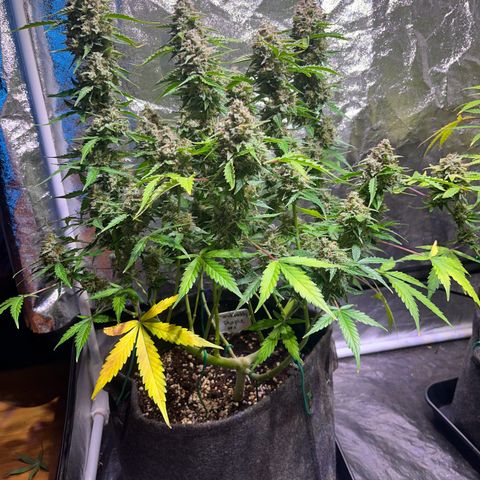 Granddaddy Purple #1 growlog photo: In 1-2 Tagen bereit für die Dunkelheit ;) 