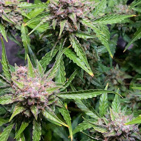 Granddaddy Purple #1 growlog photo: In 1-2 Tagen bereit für die Dunkelheit ;) 