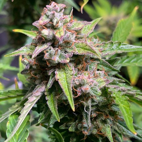 Granddaddy Purple #1 growlog photo: In 1-2 Tagen bereit für die Dunkelheit ;) 