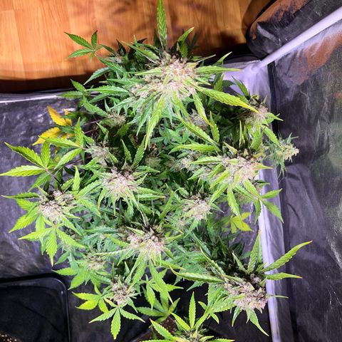 Granddaddy Purple #1 growlog photo: In 1-2 Tagen bereit für die Dunkelheit ;) 