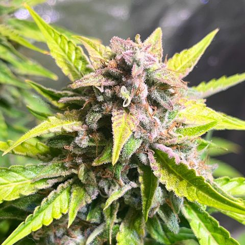 Granddaddy Purple #2 growlog photo: Bereit für die Dunkelheit 🦦🍁