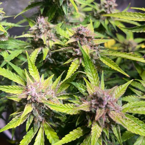 Granddaddy Purple #2 growlog photo: Bereit für die Dunkelheit 🦦🍁