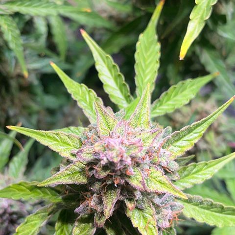 Granddaddy Purple #1 growlog photo: In 1-2 Tagen bereit für die Dunkelheit ;) 