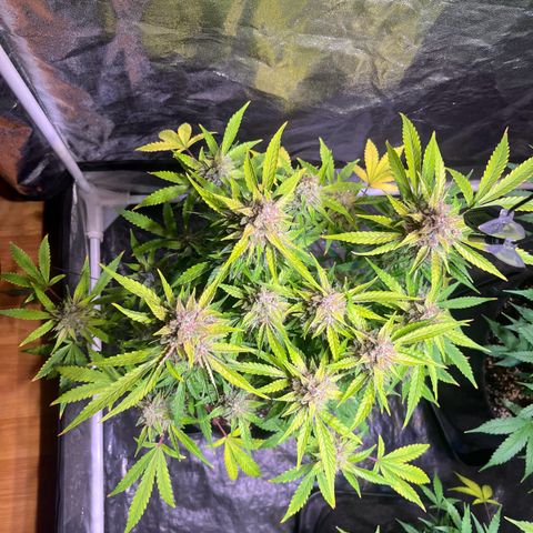 Granddaddy Purple #2 growlog photo: Bereit für die Dunkelheit 🦦🍁