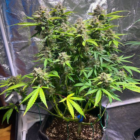 Granddaddy Purple #2 growlog photo: Bereit für die Dunkelheit 🦦🍁