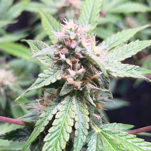 Pineapple Express F1 Hybrid (Zamnesia) growlog timeline photo