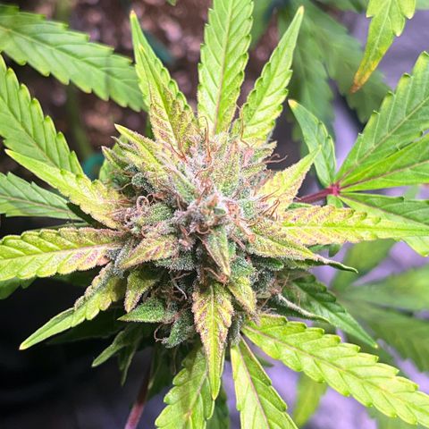 Granddaddy Purple #2 growlog photo: Bereit für die Dunkelheit 🦦🍁