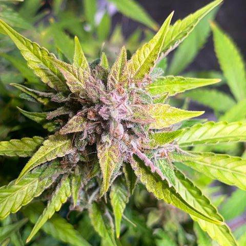 Granddaddy Purple #2 growlog photo: Bereit für die Dunkelheit 🦦🍁