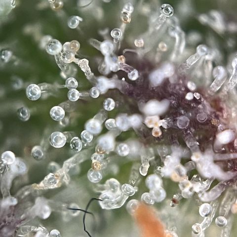 Granddaddy Purple #2 growlog photo: Bereit für die Dunkelheit 🦦🍁