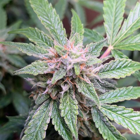 Pineapple Express F1 Hybrid (Zamnesia) growlog timeline photo
