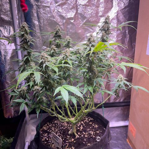 Pineapple Express F1 Hybrid (Zamnesia) growlog timeline photo