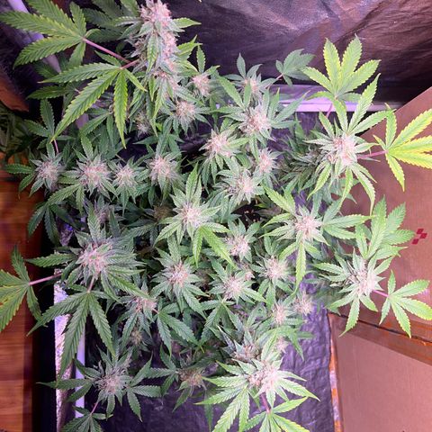 Pineapple Express F1 Hybrid (Zamnesia) growlog timeline photo