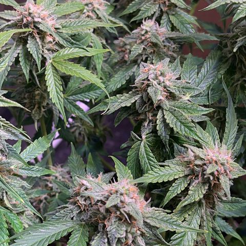 Pineapple Express F1 Hybrid (Zamnesia) growlog timeline photo