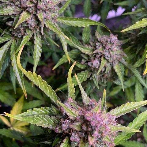 Granddaddy Purple #1 growlog timeline photo