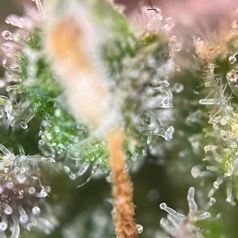 Granddaddy Purple #1 growlog timeline photo
