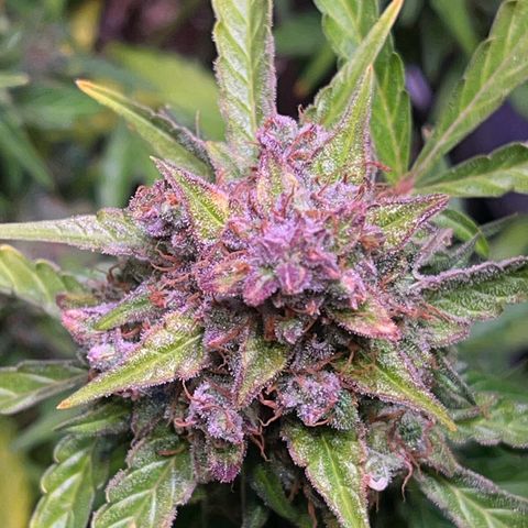 Granddaddy Purple #1 growlog timeline photo