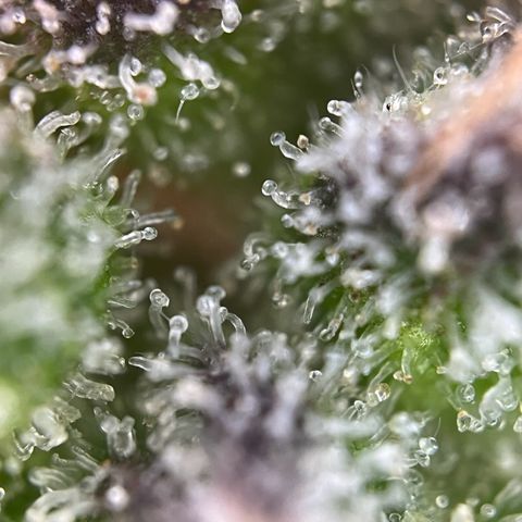 Granddaddy Purple #1 growlog timeline photo