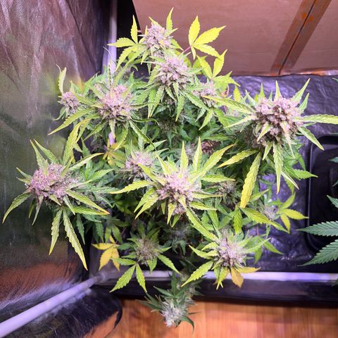 Granddaddy Purple #1 growlog timeline photo