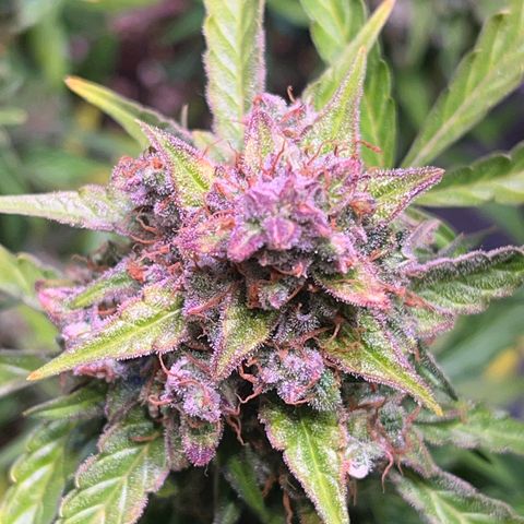 Granddaddy Purple #1 growlog timeline photo