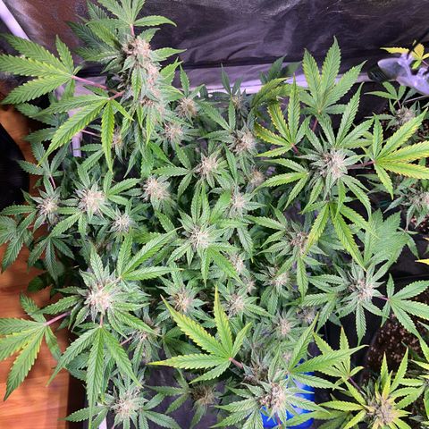 Pineapple Express F1 Hybrid (Zamnesia) growlog timeline photo