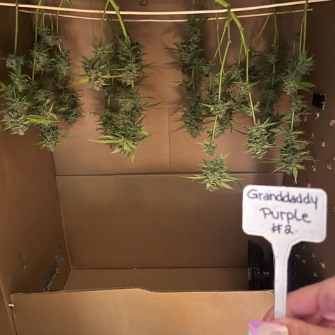 Granddaddy Purple #2 growlog photo: Ernte 🚜🥦 
Trockentag 1