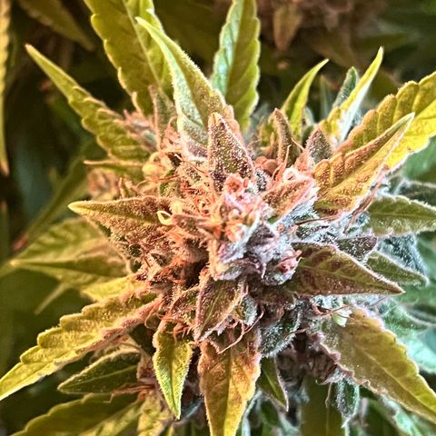Granddaddy Purple #2 growlog photo: Ernte 🚜🥦 
Trockentag 1