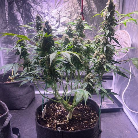 Pineapple Express F1 Hybrid (Zamnesia) growlog timeline photo