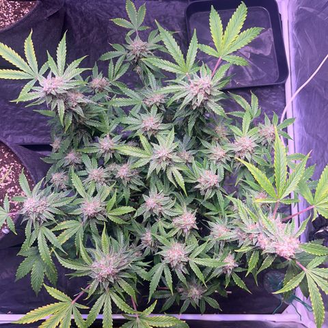 Pineapple Express F1 Hybrid (Zamnesia) growlog timeline photo