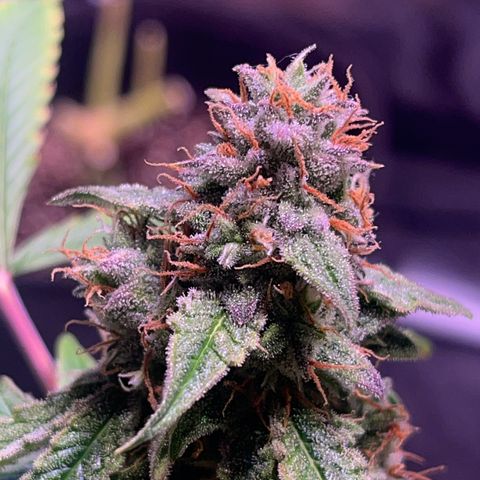 Pineapple Express F1 Hybrid (Zamnesia) growlog timeline photo