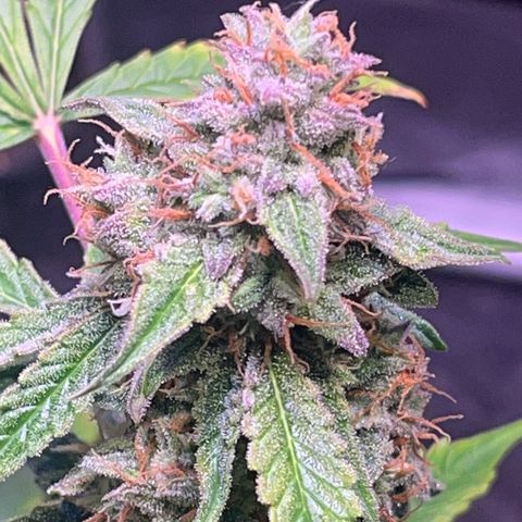Pineapple Express F1 Hybrid (Zamnesia) growlog timeline photo
