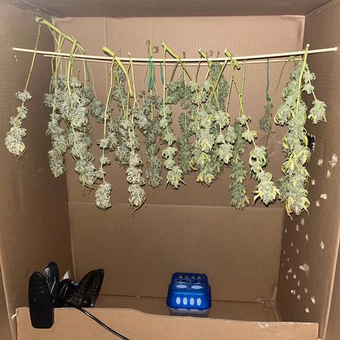 Granddaddy Purple #1 growlog timeline photo