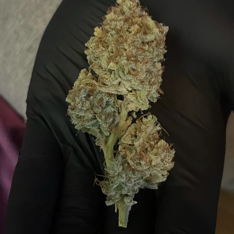 Granddaddy Purple #2 growlog timeline photo