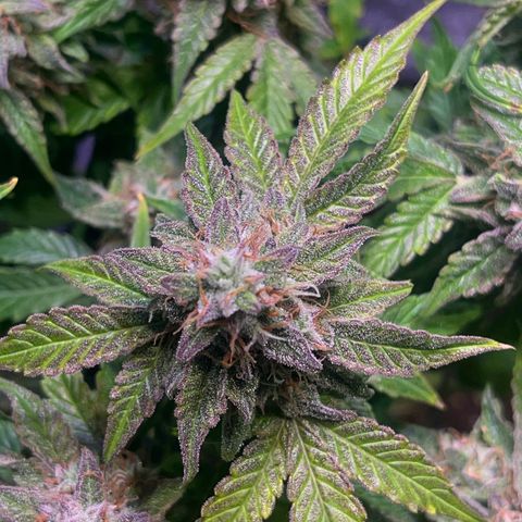 Pineapple Express F1 Hybrid (Zamnesia) growlog timeline photo