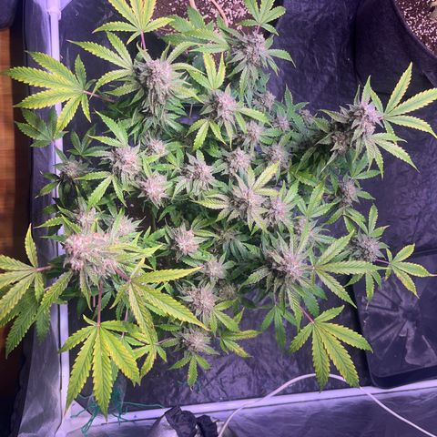 Pineapple Express F1 Hybrid (Zamnesia) growlog timeline photo