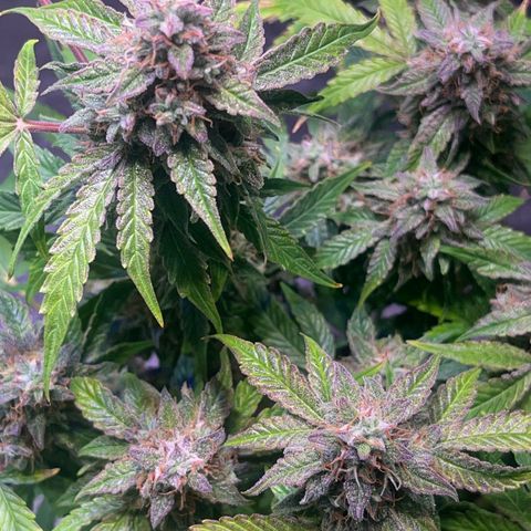 Pineapple Express F1 Hybrid (Zamnesia) growlog timeline photo