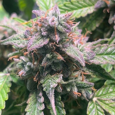 Pineapple Express F1 Hybrid (Zamnesia) growlog timeline photo
