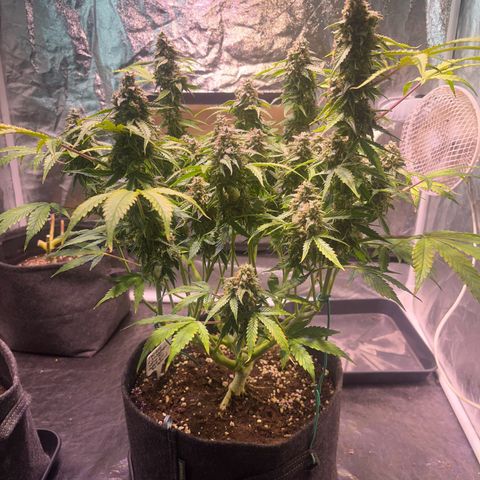 Pineapple Express F1 Hybrid (Zamnesia) growlog timeline photo