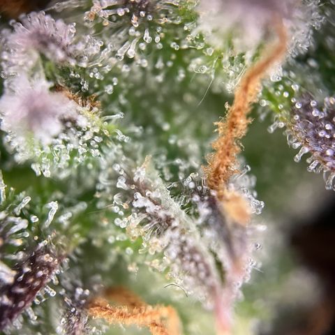 Pineapple Express F1 Hybrid (Zamnesia) growlog photo: Ready for Darkness