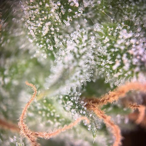 Pineapple Express F1 Hybrid (Zamnesia) growlog photo: Ready for Darkness