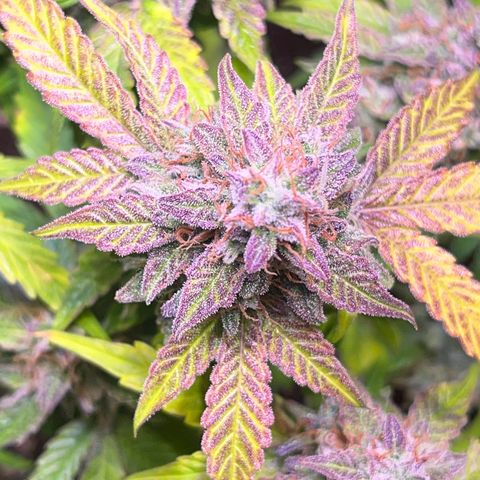 Pineapple Express F1 Hybrid (Zamnesia) growlog photo: Ready for Darkness