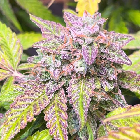 Pineapple Express F1 Hybrid (Zamnesia) growlog photo: Ready for Darkness