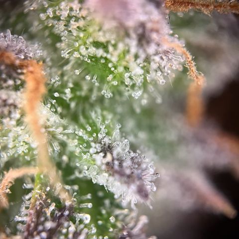 Pineapple Express F1 Hybrid (Zamnesia) growlog photo: Ready for Darkness