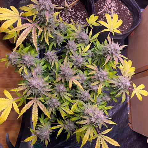 Pineapple Express F1 Hybrid (Zamnesia) growlog photo: Ready for Darkness