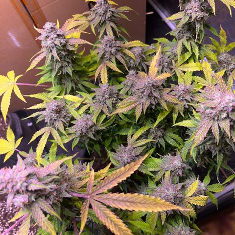 Pineapple Express F1 Hybrid (Zamnesia) growlog photo: Ready for Darkness