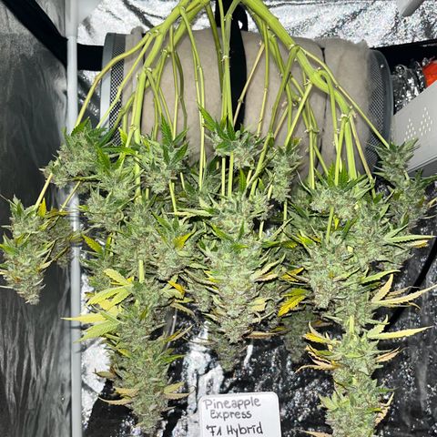 Pineapple Express F1 Hybrid (Zamnesia) growlog timeline photo