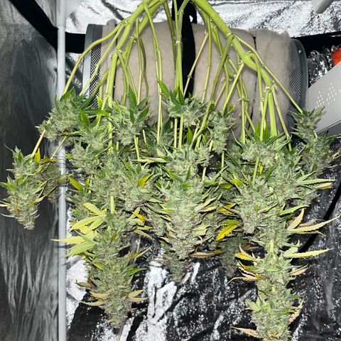Pineapple Express F1 Hybrid (Zamnesia) growlog timeline photo